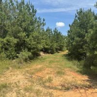 40 Acres Hunting Timberland for Sale Southwest MS images 2