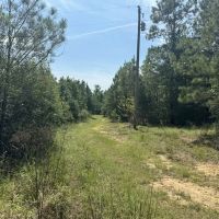 40 Acres Hunting Timberland for Sale Southwest MS images 4