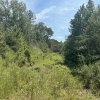 40 Acres Hunting Timberland for Sale Southwest MS images 5