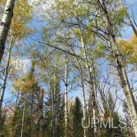 Michigan Wooded Vacant Land 50156507 images 4