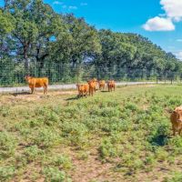 JUST LISTED 48 - Acres CR 290 Rising Star Texas 76471 images 2