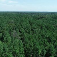 Tree covered acreage in Anderson Cty on paved road Tract 3 images 3