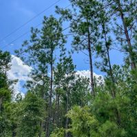 20 Acres CR 1325 T-17 images 5