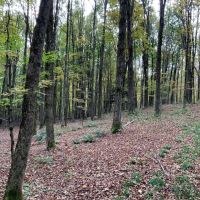 86 acre Riverfront Hunting Land Georgetown NY images 3