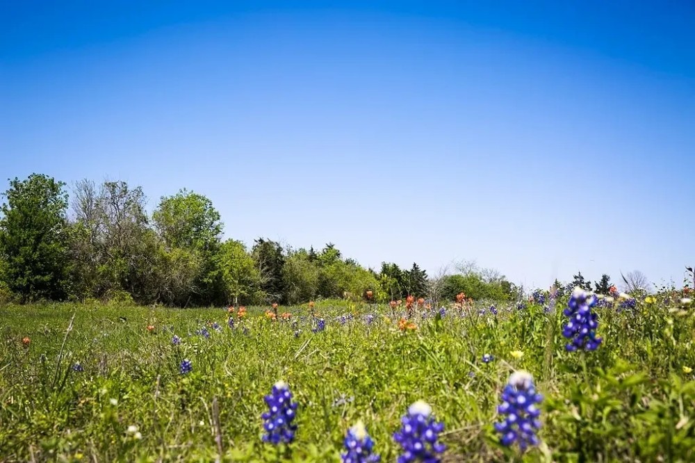 Tracts 1-3 Caney Creek Rd Chappell Hill TX 77426 featured image