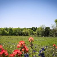 Tracts 1-3 Caney Creek Rd Chappell Hill TX 77426 images 3