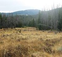 46 acres Blacktail Dam deer hunting land in Williams, ND images 6