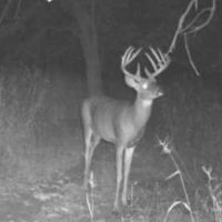 Marquette County 94 Acres of Hunting and Tillable land for sale images 5