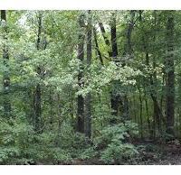 Trenton 2,647 acres deer hunting land in Williams, ND images 2
