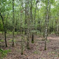 90.3 Acres Squirrel Tree Rd images 2