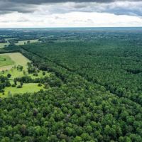 90.3 Acres Squirrel Tree Rd images 3