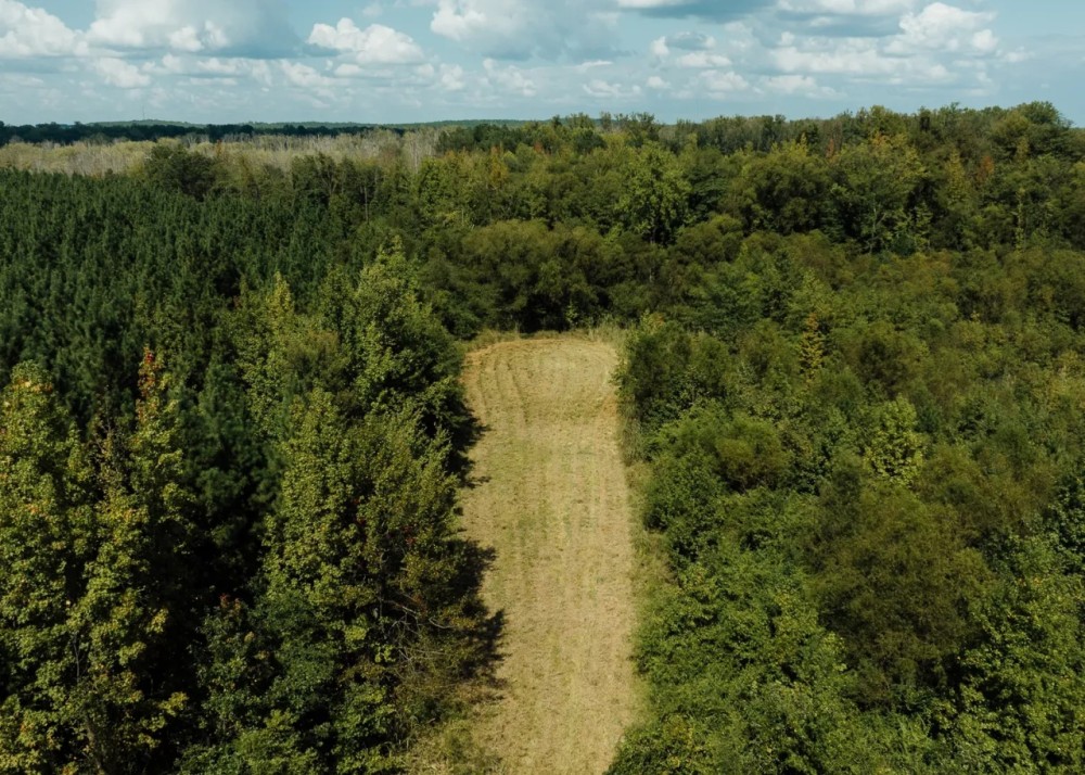 252 Acres in Lamar County Alabama featured image