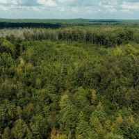 252 Acres in Lamar County Alabama images 2