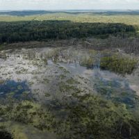 252 Acres in Lamar County Alabama images 4