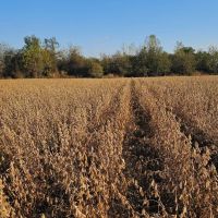 25 Acres in Sunflower County MS images 2