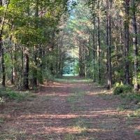 166 Acres Jefferson County Hunting Land Timber Investment images 2