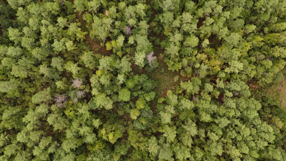 67 Acres in Carroll County MS featured image