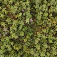 67 Acres in Carroll County MS