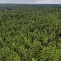 67 Acres in Carroll County MS images 3