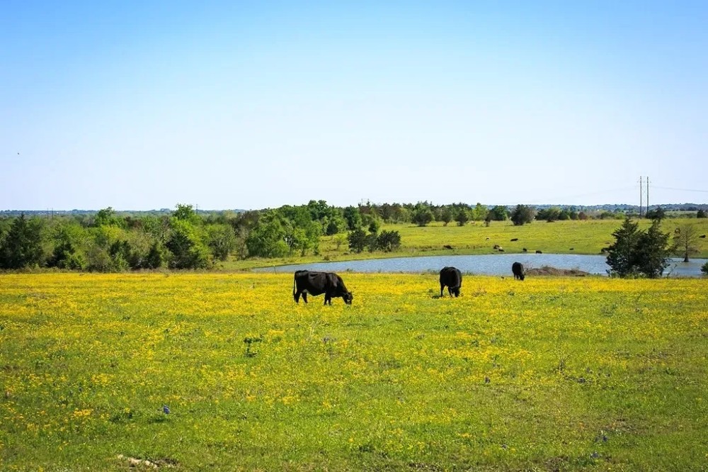 5255 Caney Creek Rd Chappell Hill TX 77426 featured image