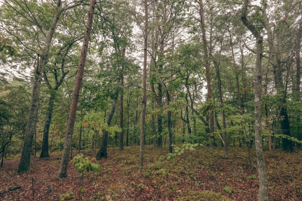 4 Acres in Rhea County TN featured image