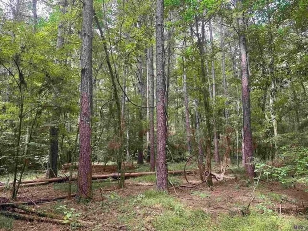 80 Acre Hunting and Timberland Property for Sale featured image