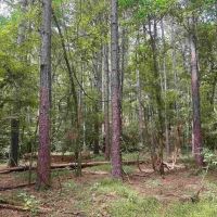 80 Acre Hunting and Timberland Property for Sale