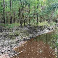 80 Acre Hunting and Timberland Property for Sale images 2