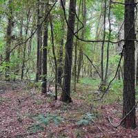 80 Acre Hunting and Timberland Property for Sale images 3