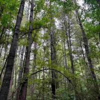 80 Acre Hunting and Timberland Property for Sale images 4