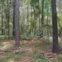 80 Acre Hunting and Timberland Property for Sale images 5