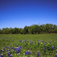 Tract 5 Caney Creek Rd Chappell Hill TX 77426 images 3