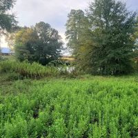 1160 CR 4405 Annona TX 75550 images 4