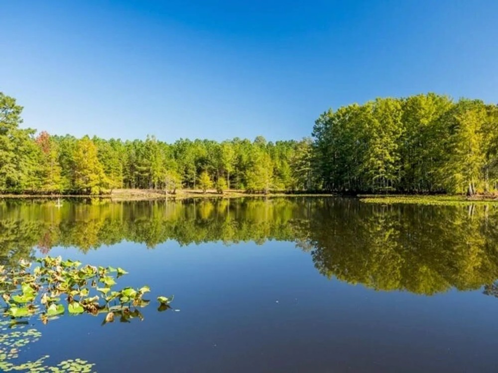 Cypress Lake 127 Acres in Starkville MS featured image