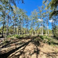 Cypress Lake 127 Acres in Starkville MS images 4