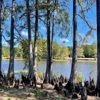 Cypress Lake 127 Acres in Starkville MS images 5