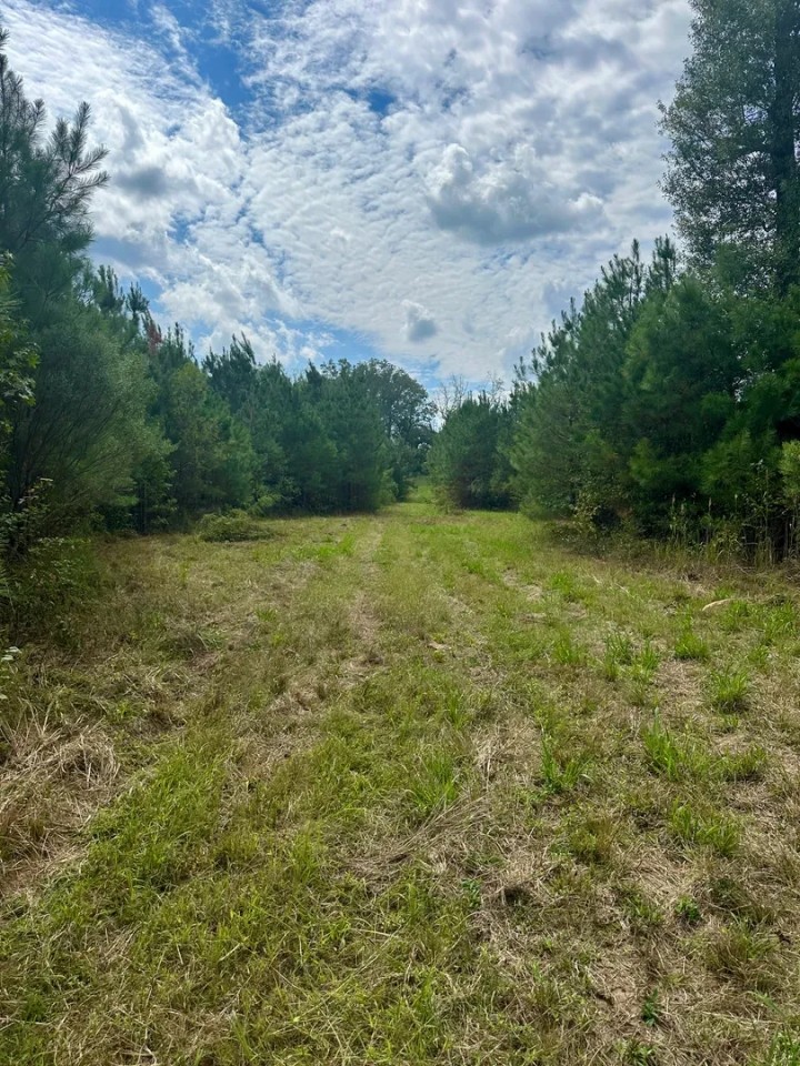 221 Acres Winston County MS featured image