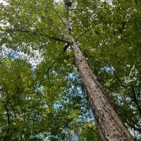 221 Acres Winston County MS images 3