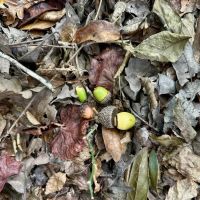 221 Acres Winston County MS images 4