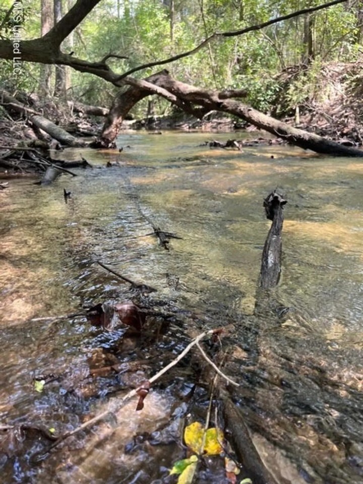 Land for Sale in Jefferson Davis County MS featured image
