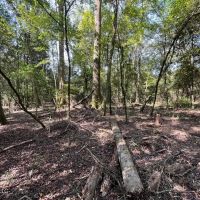 Land for Sale in Jefferson Davis County MS images 5