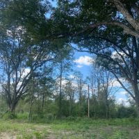 LA - Richland 47.91 acres images 3
