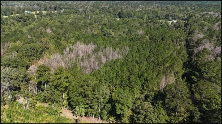 12.3 Acres in Simpson County in Mendenhall MS featured image