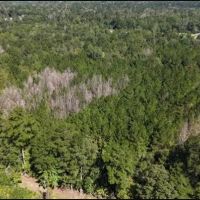12.3 Acres in Simpson County in Mendenhall MS