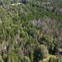 12.3 Acres in Simpson County in Mendenhall MS images 3