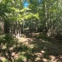 12.3 Acres in Simpson County in Mendenhall MS images 4