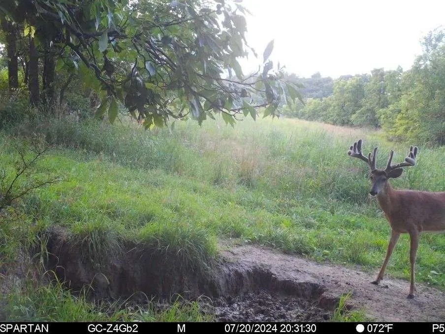 130 Acres of Prime Hunting Land in New Albin IA featured image