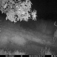 130 Acres of Prime Hunting Land in New Albin IA images 3