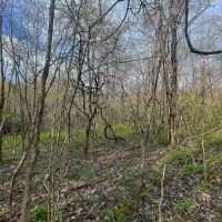 TR 202 - 14 acres - Perry County images 3