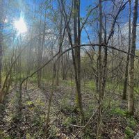 TR 202 - 14 acres - Perry County images 4
